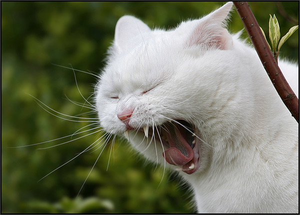 Котовторник на ЯПлакалъ