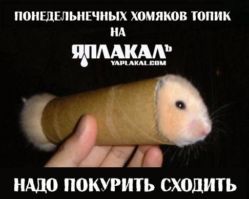 Понедельнечных хомяков топик
