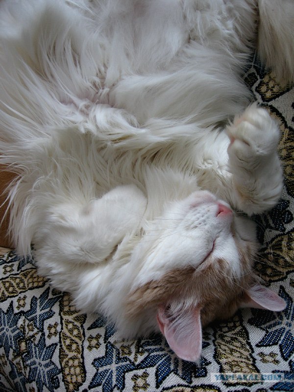 Котовторнику Да (09.12.08)