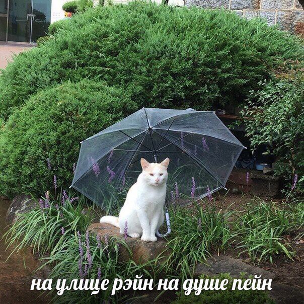Немного милоты
