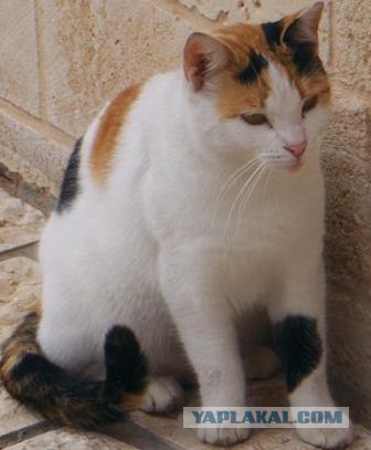 Котовторник  07.06.11