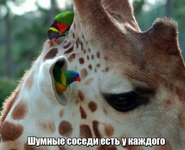 Нестандартный юмор