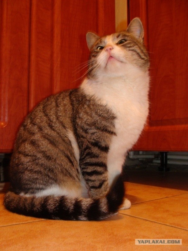 Котовторник! 08.11.11