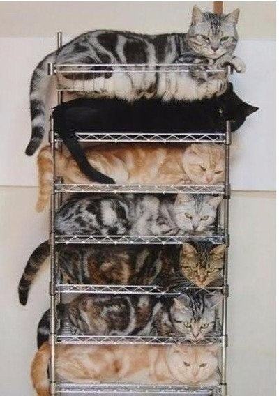 Прикольных котов пост