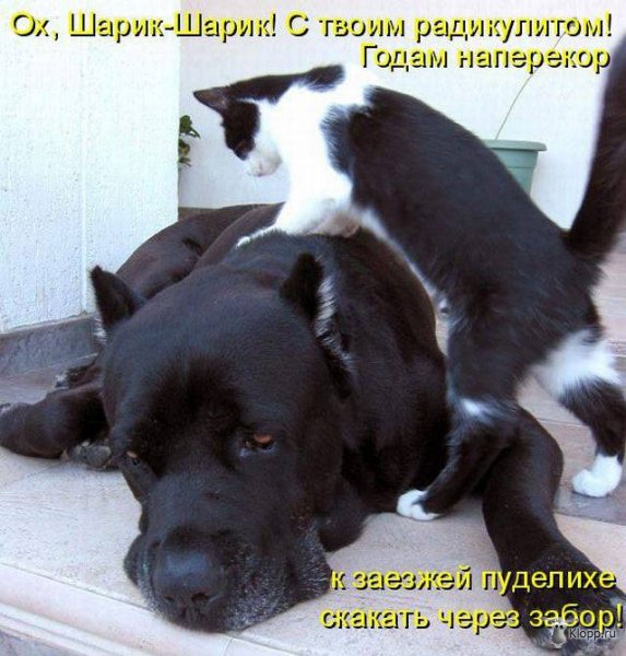 Котовторник (31.01.2012)