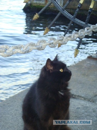 Котовторник 8 мая 2012