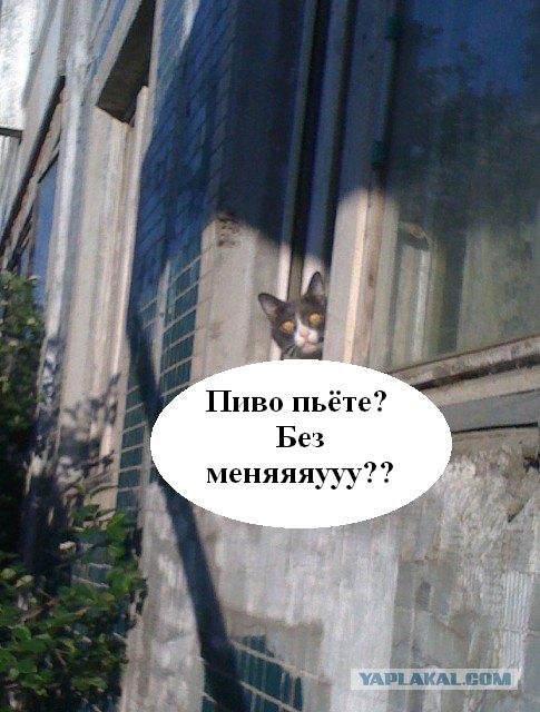 Шок, это по нашему!