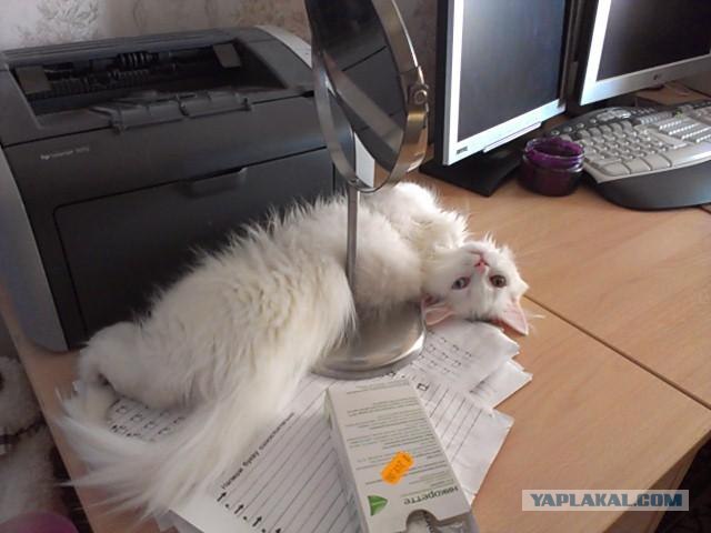 Котовторник  28.08.12