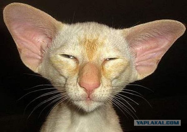 Сердитый кот