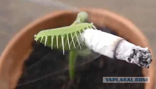ЯП, помоги опознать тварь!