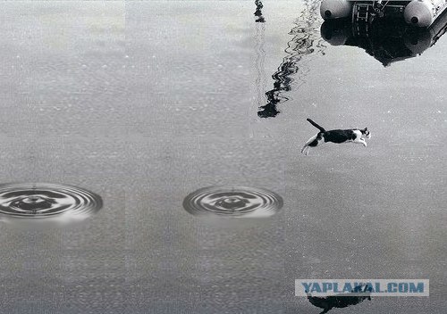 Фотожаба: Полет Барсика