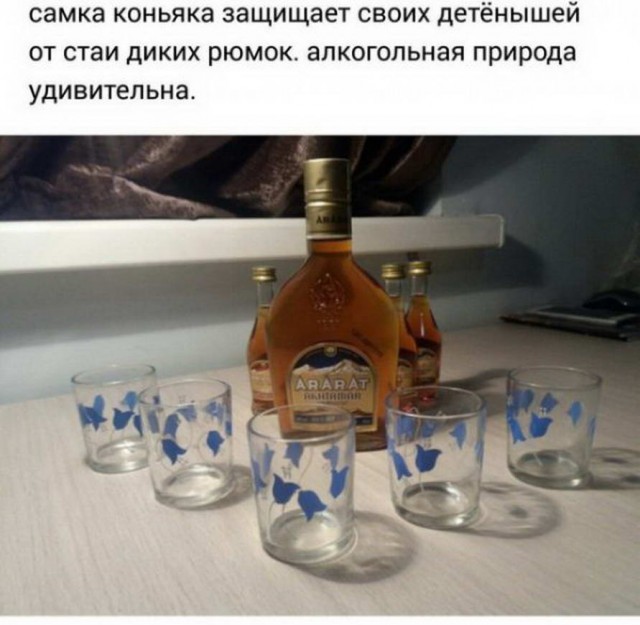 Алкопитница