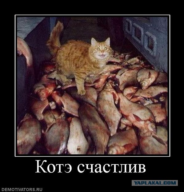 Кот перехватчик