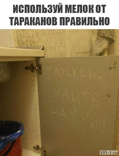 В Перми обнаружилась квартира, полная тараканов