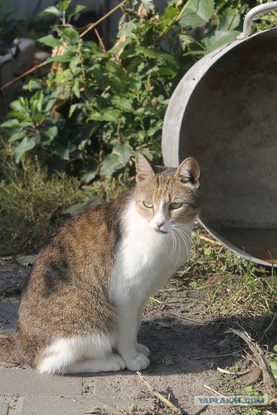 Жизнь домашнего приюта "Котоленд" 304