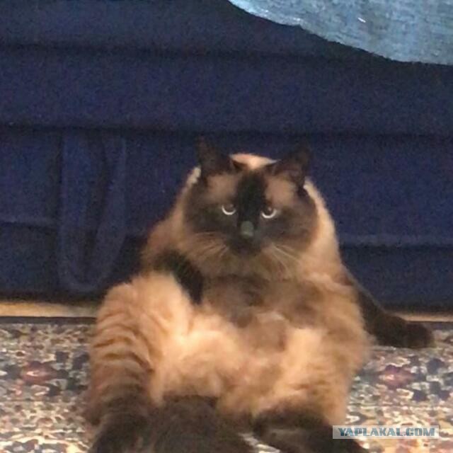 Котовторник 21.12.21