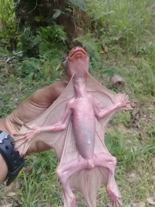 Это что за покемон?