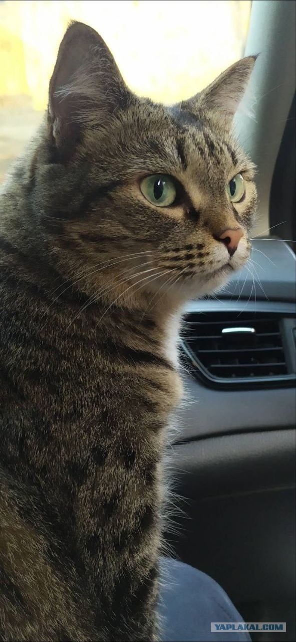 А это мой котан к котовторнику