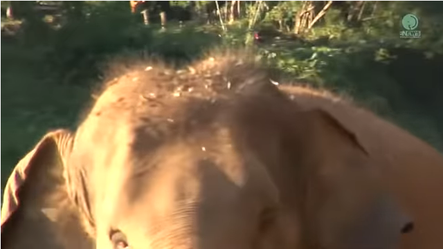 Слоны радуются встрече с мужчиной после 14 месяцев разлуки