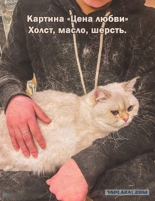 Весёлый полтишок 08.09.22