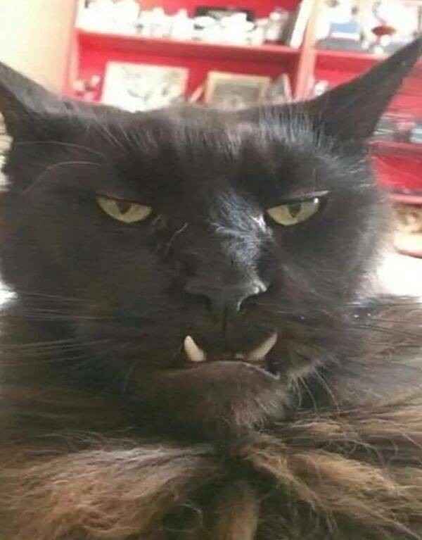 Подборка интересных и прикольных фото из Сети 01.04.23