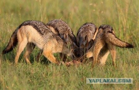 Путинские псы