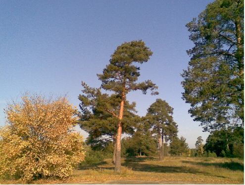 Букины предсказатели