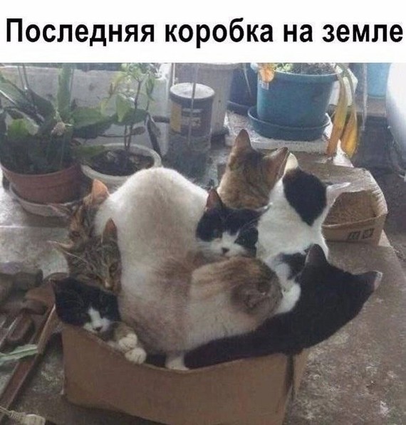 Никакие картинки и такие же тексты