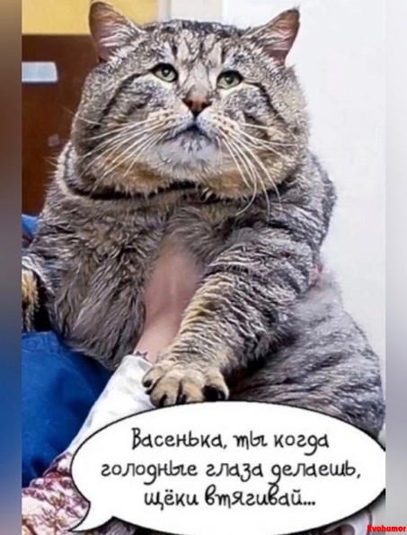 Котэ, совэ и все-все-все