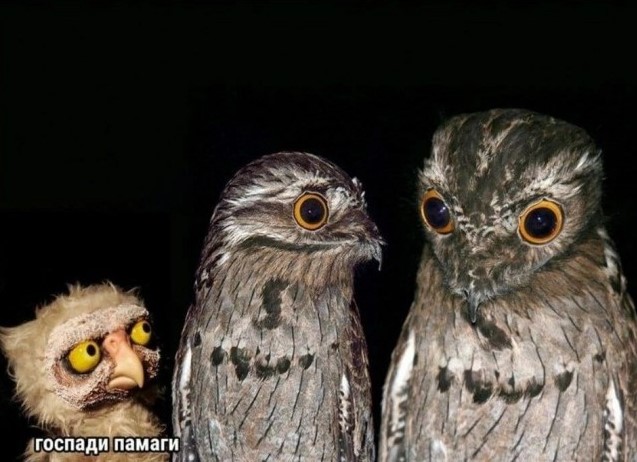 Завалялось тут случайно немного забавных картинок