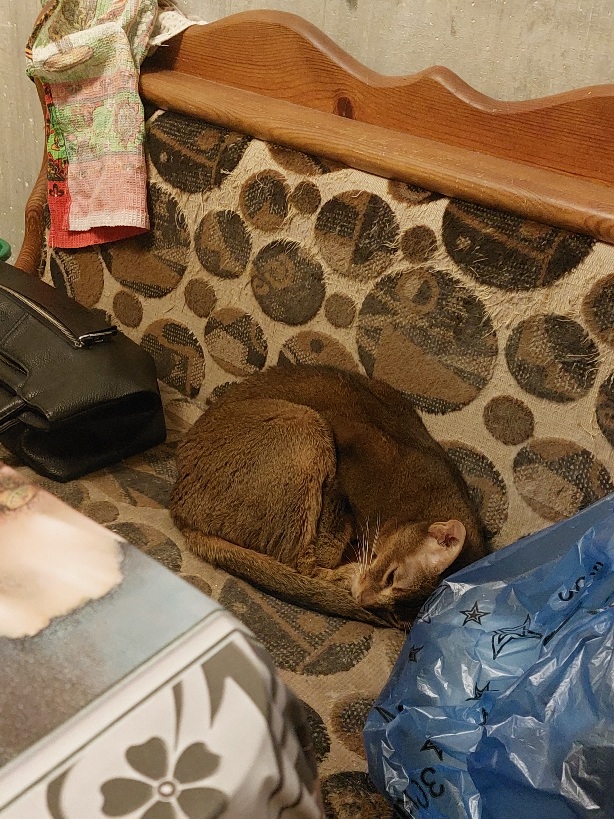 Жизнь домашнего приюта для котеек 557