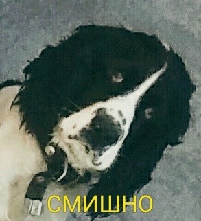 Американский юмор