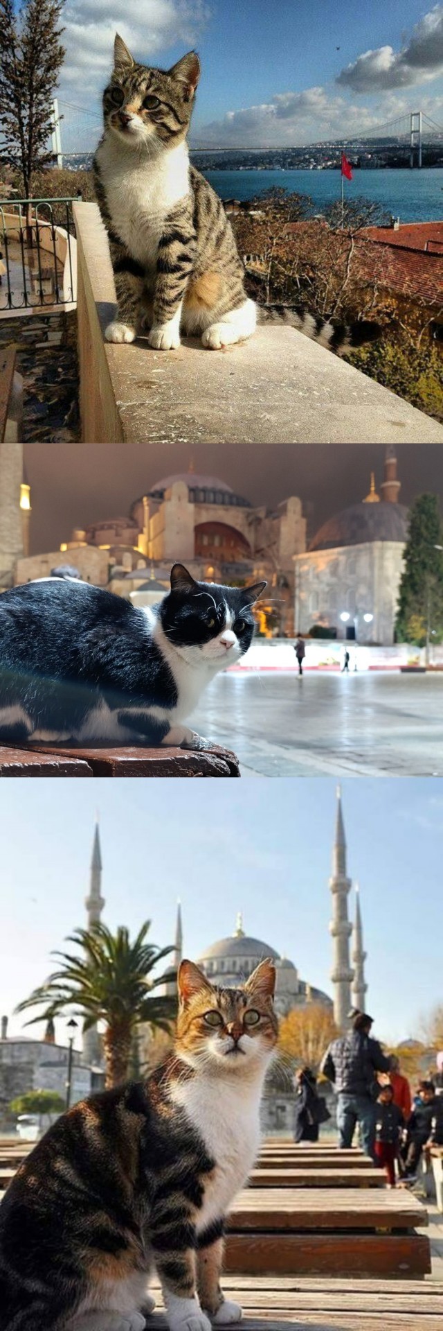 На котах держится вся экономика Турции
