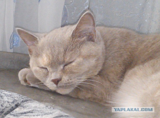 Котовторник   15.04.2014