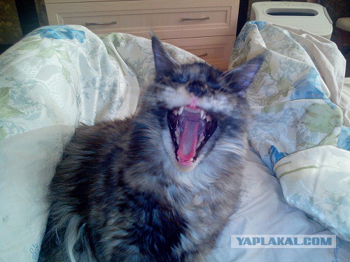 Котовторник 10.06.2014