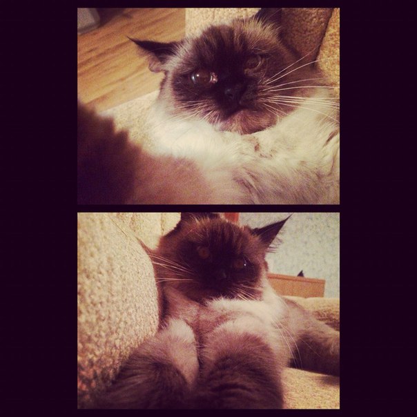 Селфи с котом