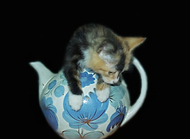 Котовторник 25.11.2014