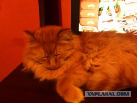 Котовторник