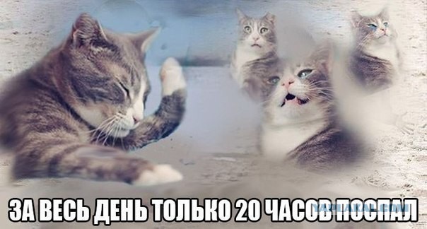 Забавные картинки из сети