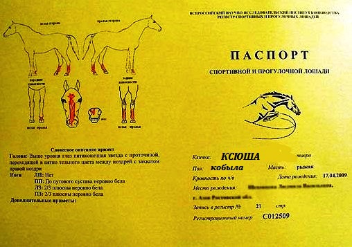 Собчак сравнила себя с Поклонской