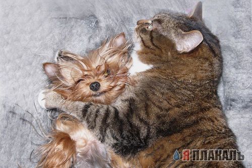 Коты, кошки, котята