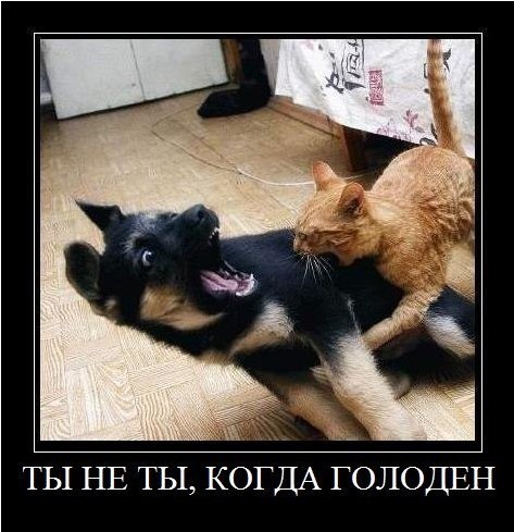 Картинки из ваших этих итернетов...