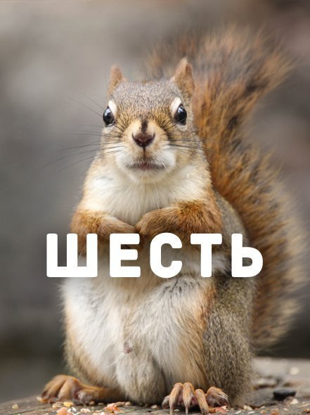 Божьи твари