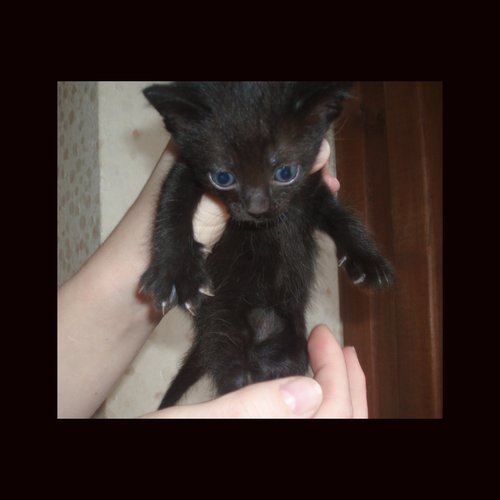 Вторничный котомёт