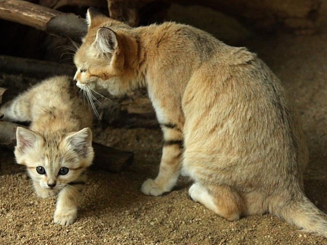 Демы к котовторнику!