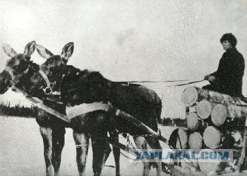 26 чумовых исторических фотофактов из серии «Ничоси!»