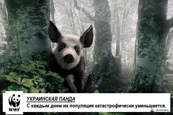ХРЮШКИ. Уголок Пятачка, кабаны, свиньи