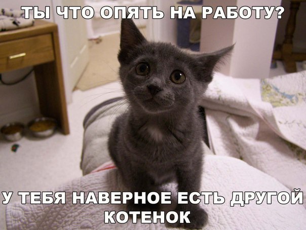 Мохнатые беспредельщики