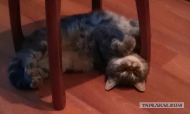 Котовторник, все же, мои котейки