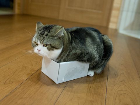 Коты из сети